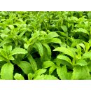 Stevia Pflanze - Stevia-rebaudiana