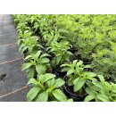 Stevia Pflanze - Stevia-rebaudiana  
