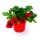 Erdbeer Pflanzen &quot;Summerbreeze&quot; Fragaria ananassa