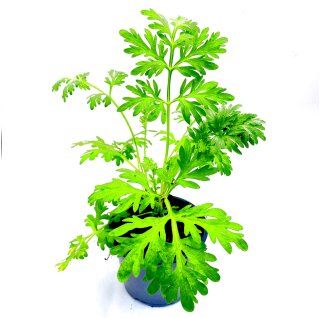 Wermut Pflanze  Artemisia-absinthum