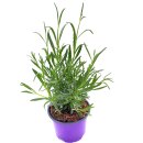 Lavendel Pflanze  Lavendula-augustifolia