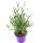 Lavendel Pflanze  Lavendula-augustifolia